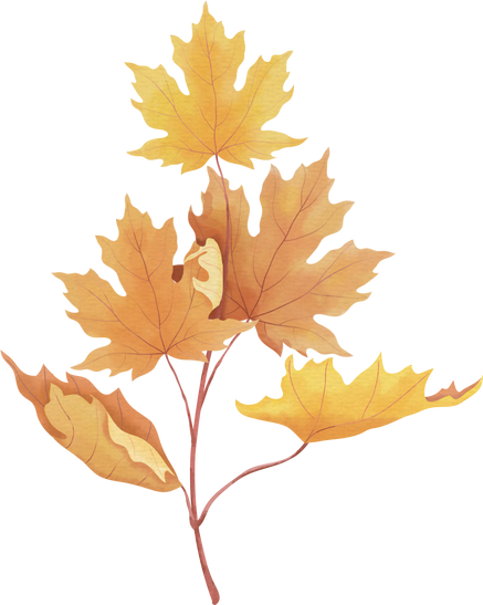 Maple Branch Illustration